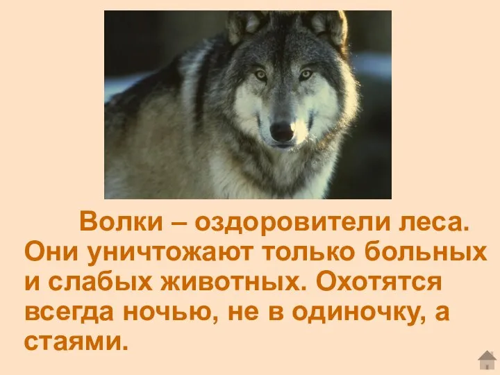 Волки – оздоровители леса. Они уничтожают только больных и слабых животных.