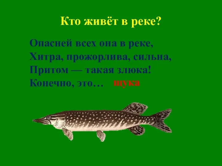 Кто живёт в реке? Опасней всех она в реке, Хитра, прожорлива,