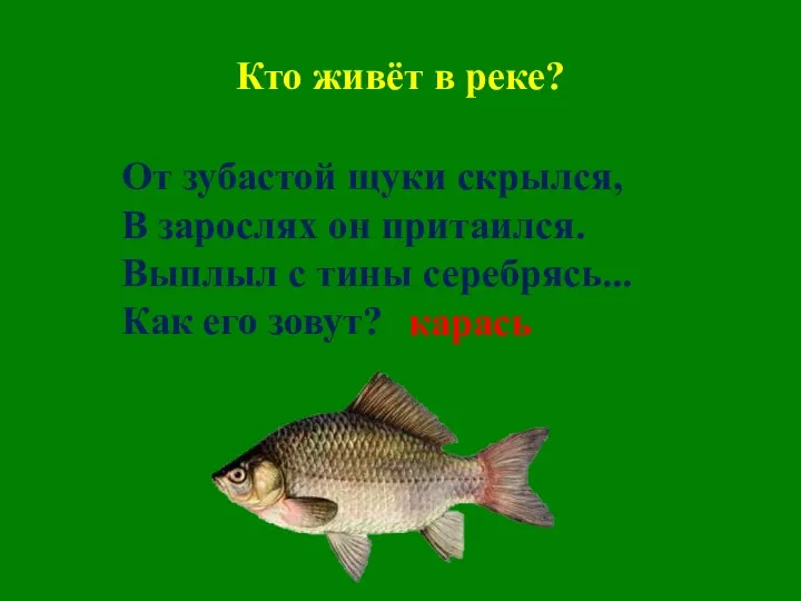 Кто живёт в реке? От зубастой щуки скрылся, В зарослях он