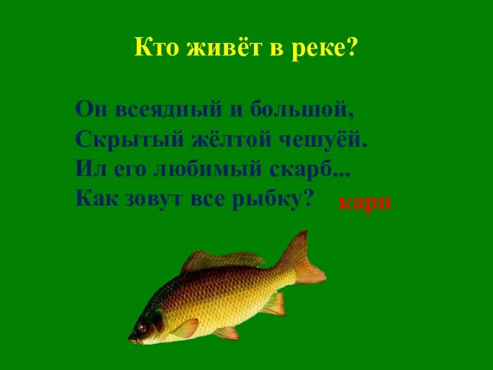 Кто живёт в реке? Он всеядный и большой, Скрытый жёлтой чешуёй.