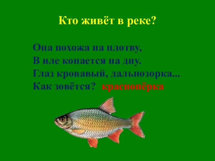 Кто живёт в реке? Она похожа на плотву, В иле копается