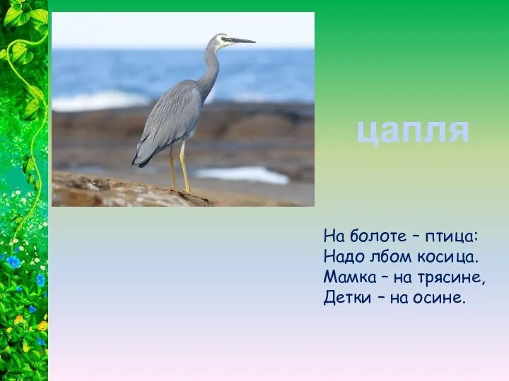 На болоте – птица: Надо лбом косица. Мамка – на трясине, Детки – на осине. цапля