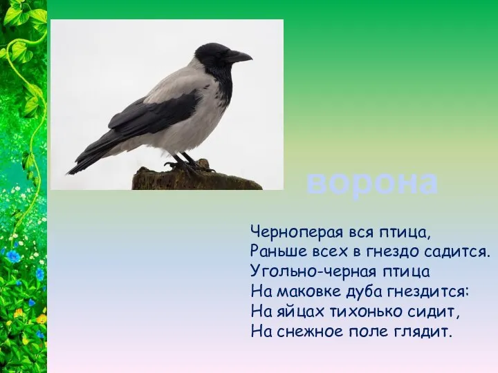 Черноперая вся птица, Раньше всех в гнездо садится. Угольно-черная птица На