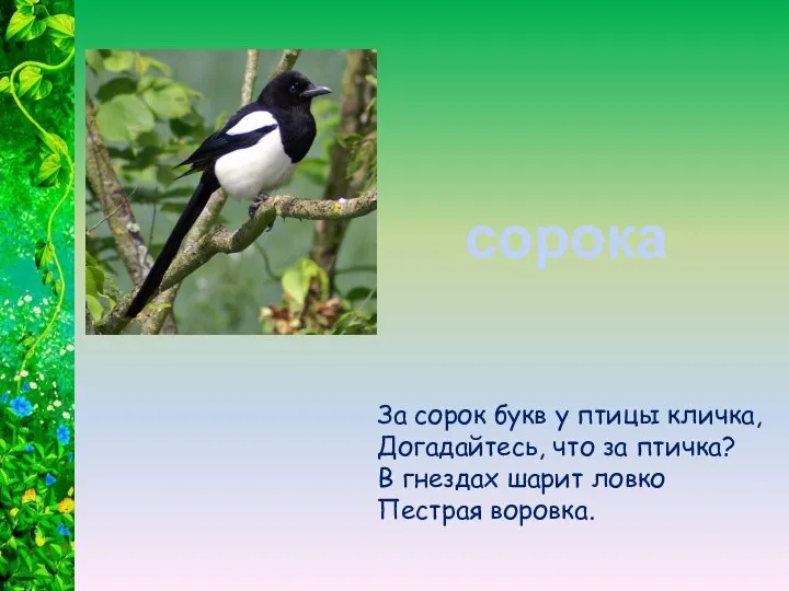 За сорок букв у птицы кличка, Догадайтесь, что за птичка? В