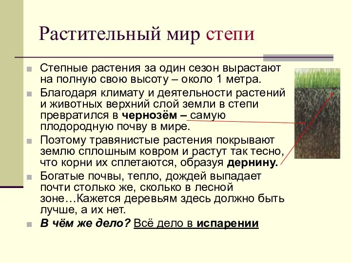 Растительный мир степи Степные растения за один сезон вырастают на полную