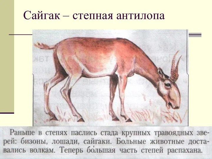 Сайгак – степная антилопа