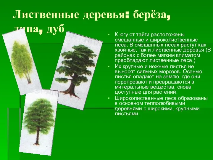 Лиственные деревья: берёза, липа, дуб К югу от тайги расположены смешанные