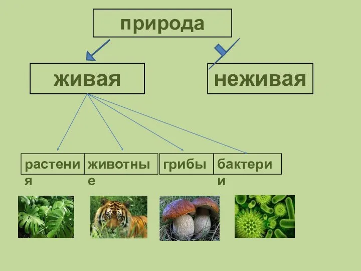 природа живая неживая растения животные грибы бактерии