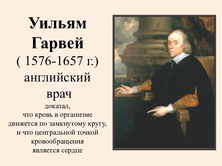 Уильям Гарвей ( 1576-1657 г.) английский врач доказал, что кровь в