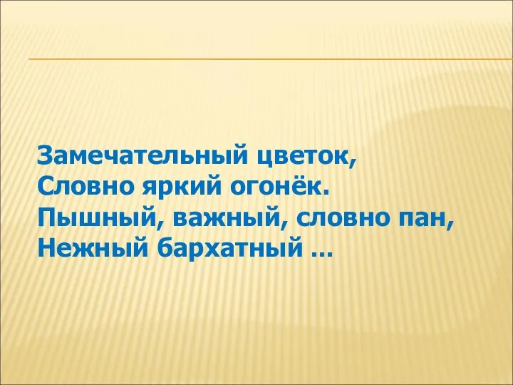 Замечательный цветок, Словно яркий огонёк. Пышный, важный, словно пан, Нежный бархатный …