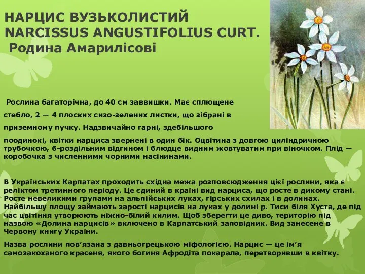 НАРЦИС ВУЗЬКОЛИСТИЙ NARCISSUS ANGUSTIFOLIUS CURT. Родина Амарилісові Рослина багаторічна, до 40