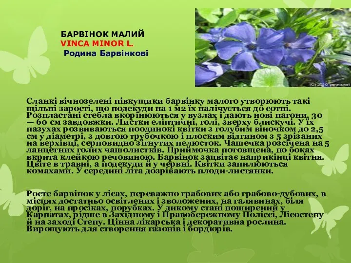 БАРВІНОК МАЛИЙ VINCA MINOR L. Родина Барвінкові Сланкі вічнозелені півкущики барвінку