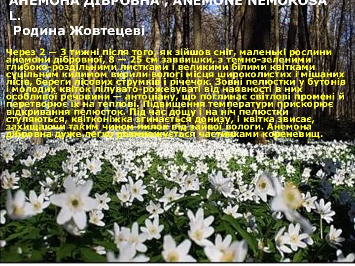 АНЕМОНА ДІБРОВНА , ANEMONE NEMOROSA L. Родина Жовтецеві Через 2 —