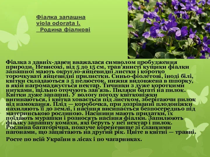 Фіалка запашна viola odorata l. Родина фіалкові Фіалка з давніх-давен вважалася