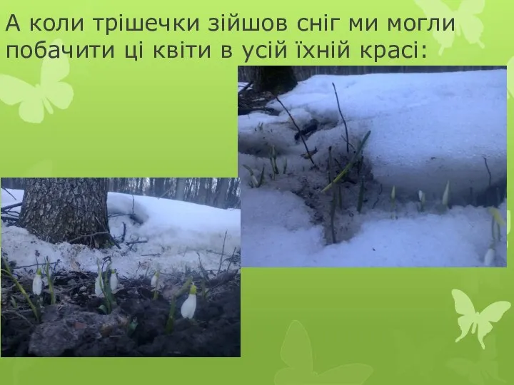 А коли трішечки зійшов сніг ми могли побачити ці квіти в усій їхній красі: