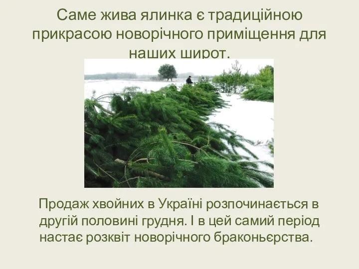 Саме жива ялинка є традиційною прикрасою новорічного приміщення для наших широт.