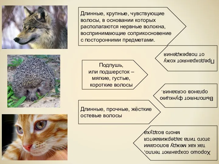 Подпушь, или подшерсток – мягкие, густые, короткие волосы Длинные, крупные, чувствующие