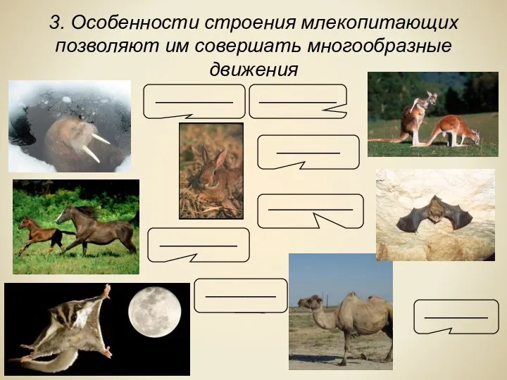 3. Особенности строения млекопитающих позволяют им совершать многообразные движения ___________ ___________ __________ ___________ _________ _________ ____________