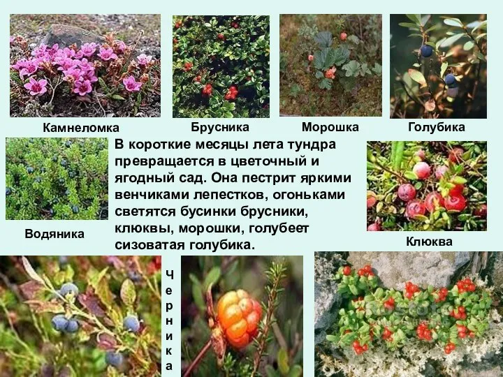 Камнеломка Брусника Морошка Голубика В короткие месяцы лета тундра превращается в