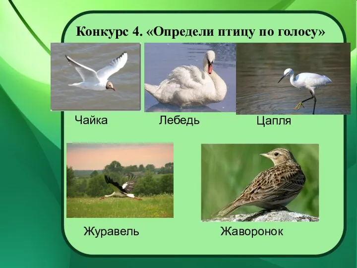 Конкурс 4. «Определи птицу по голосу» Чайка Лебедь Цапля Журавель Жаворонок