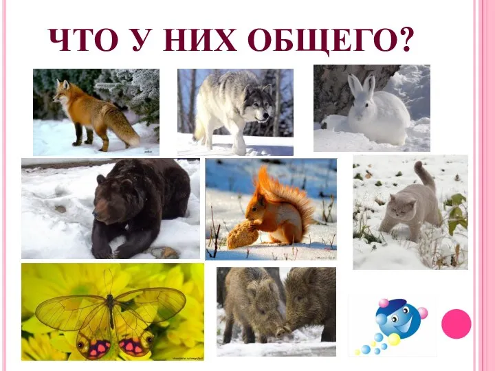 ЧТО У НИХ ОБЩЕГО?