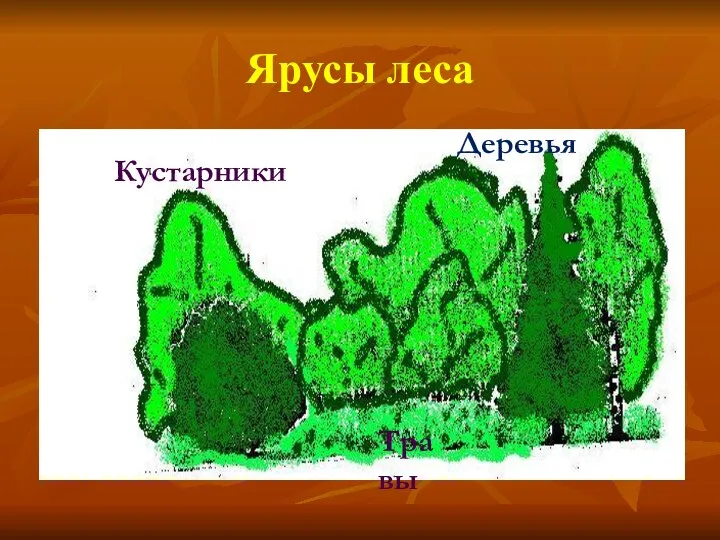 Ярусы леса Кустарники Травы Деревья