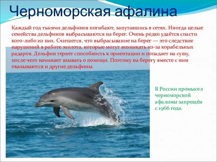 Черноморская афалина Каждый год тысячи дельфинов погибают, запутавшись в сетях. Иногда