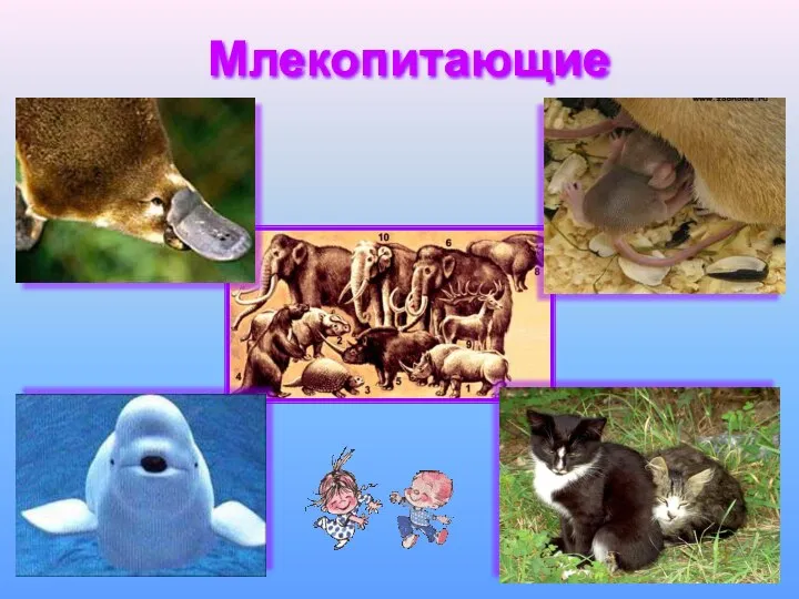 Млекопитающие