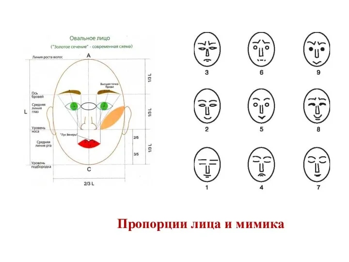 Пропорции лица и мимика