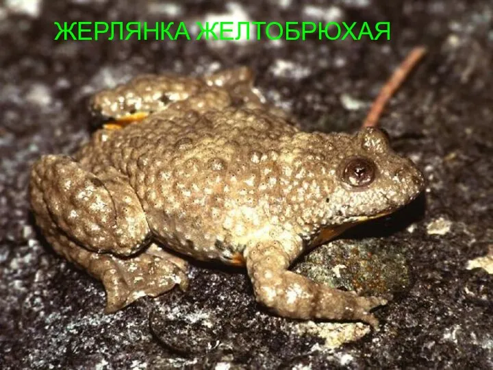 ЖЕРЛЯНКА ЖЕЛТОБРЮХАЯ