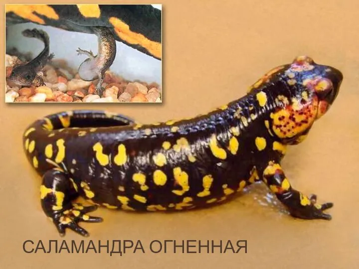 САЛАМАНДРА ОГНЕННАЯ