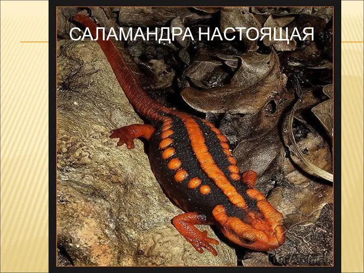 САЛАМАНДРА НАСТОЯЩАЯ