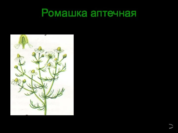 Ромашка аптечная Ромашка аптечная – ценное лекарственное растение. Но это растение