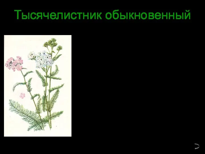 Тысячелистник обыкновенный Каждый лист тысячелистника, как пёрышко птицы, собран из многих