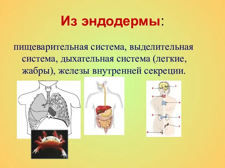 Из эндодермы: пищеварительная система, выделительная система, дыхательная система (легкие, жабры), железы внутренней секреции.