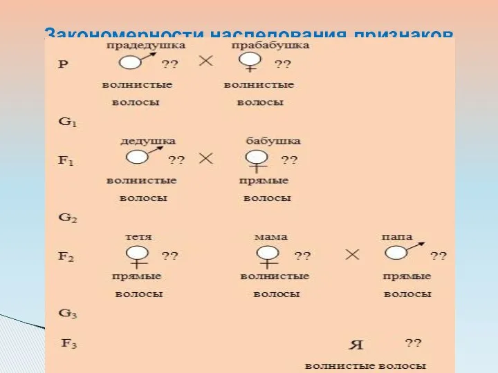 Закономерности наследования признаков в моей семье