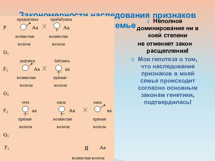 Неполное доминирование ни в коей степени не отменяет закон расщепления! Моя