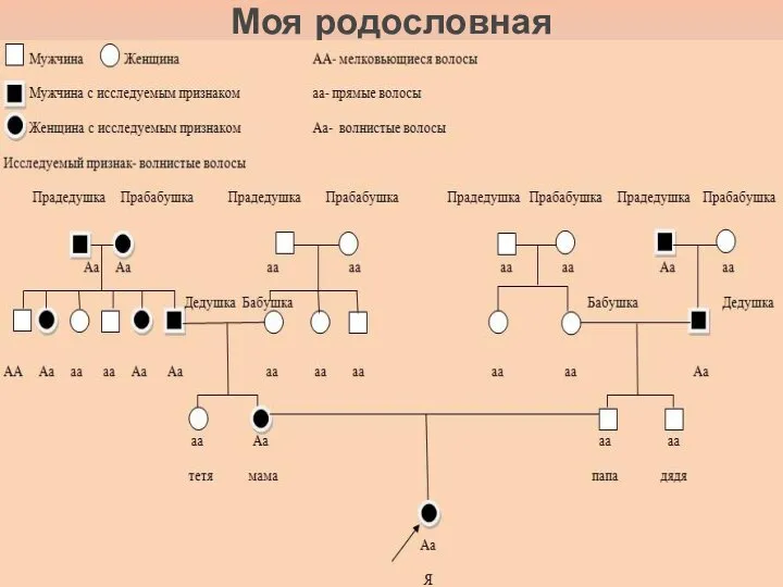 Моя родословная