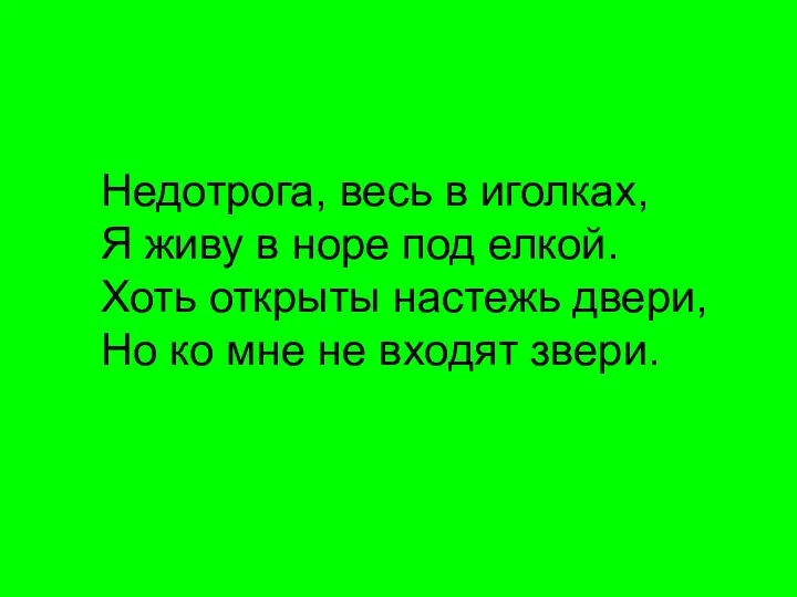 Недотрога, весь в иголках, Я живу в норе под елкой. Хоть