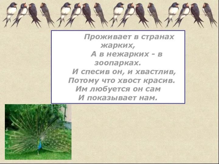 Проживает в странах жарких, А в нежарких - в зоопарках. И