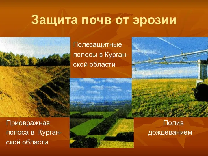 Защита почв от эрозии Полезащитные полосы в Курган- ской области Приовражная