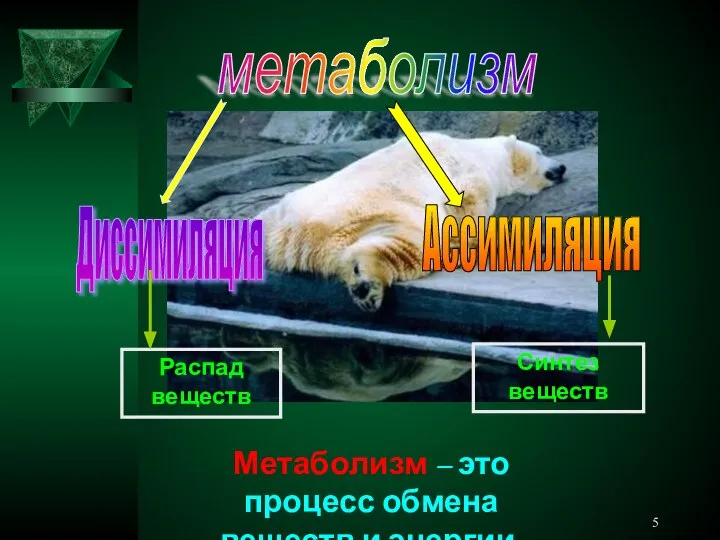 метаболизм Диссимиляция Ассимиляция Метаболизм – это процесс обмена веществ и энергии. Распад веществ Синтез веществ