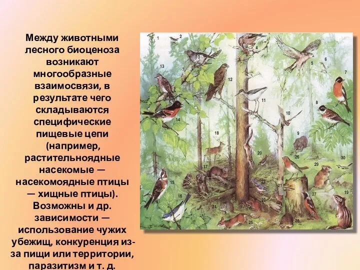 Между животными лесного биоценоза возникают многообразные взаимосвязи, в результате чего складываются