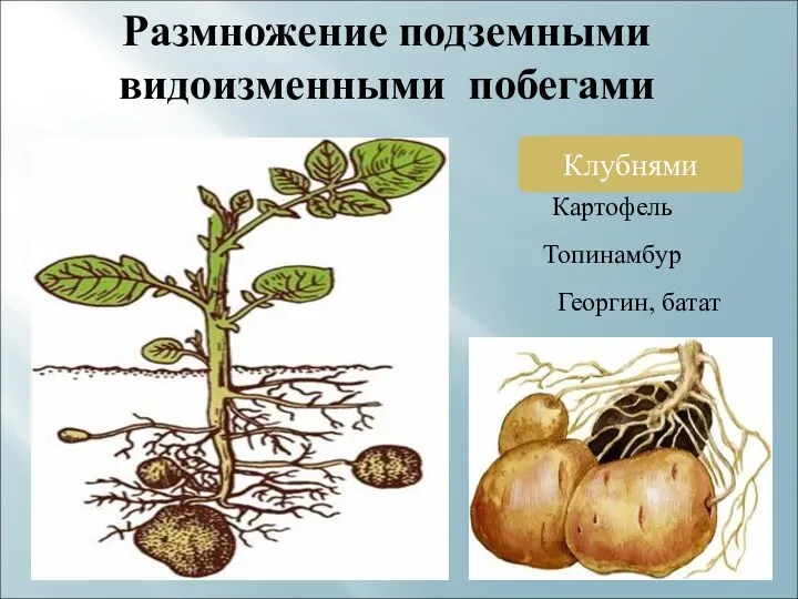 Размножение подземными видоизменными побегами Клубнями Картофель Топинамбур Георгин, батат