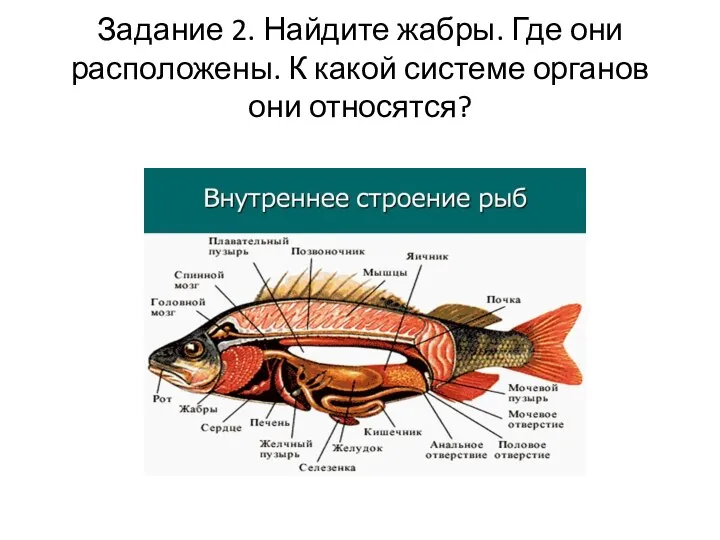 Задание 2. Найдите жабры. Где они расположены. К какой системе органов они относятся?