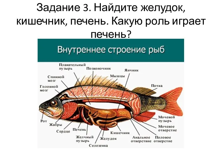 Задание 3. Найдите желудок, кишечник, печень. Какую роль играет печень?