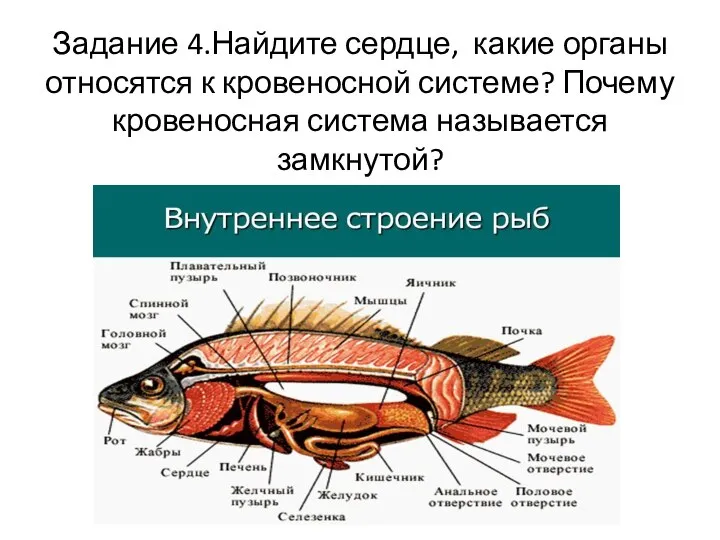 Задание 4.Найдите сердце, какие органы относятся к кровеносной системе? Почему кровеносная система называется замкнутой?