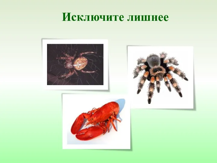 Исключите лишнее