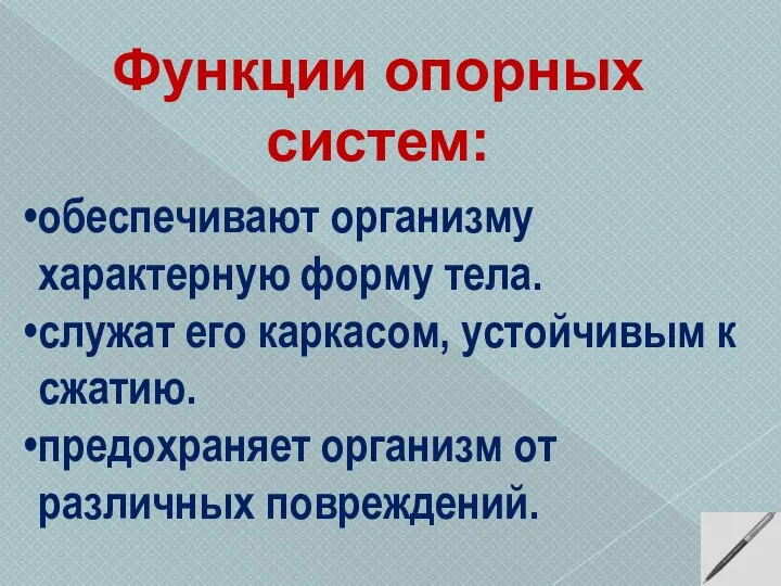 обеспечивают организму характерную форму тела. служат его каркасом, устойчивым к сжатию.