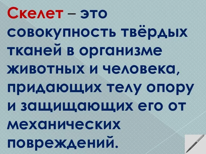 Скелет – это совокупность твёрдых тканей в организме животных и человека,